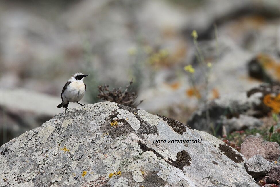 Eastern Black-eared Wheatear