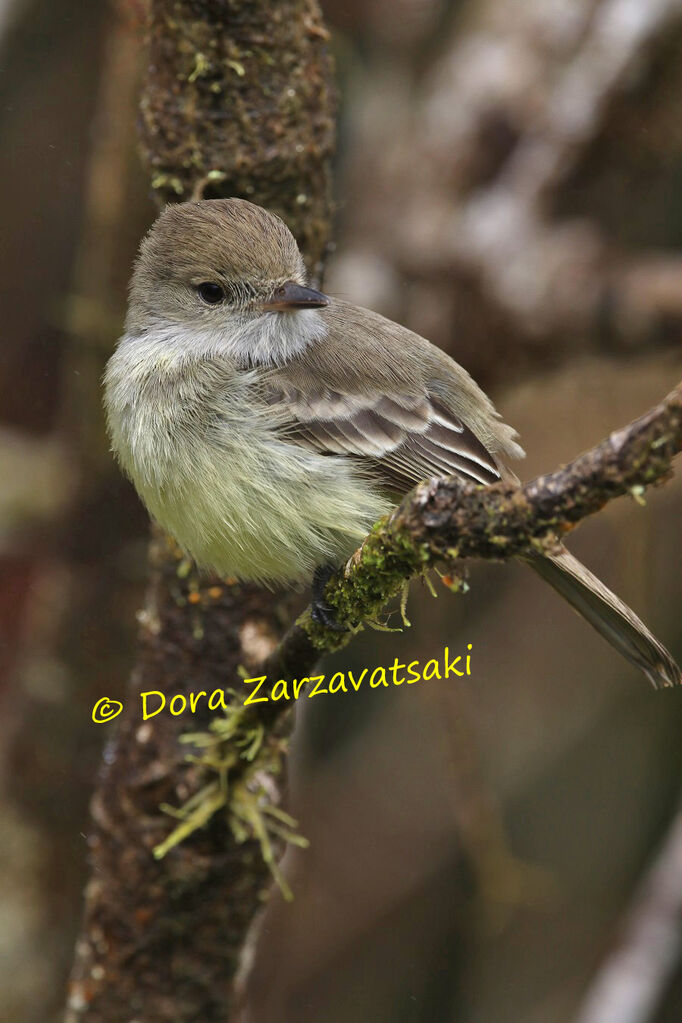 Tyran des Galapagosadulte, identification