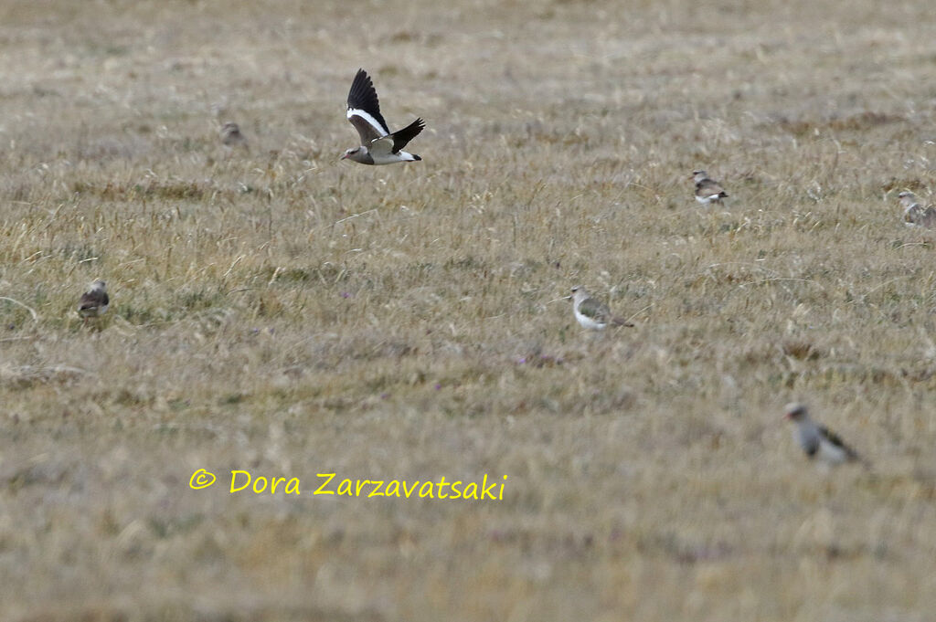 Andean Lapwing, habitat