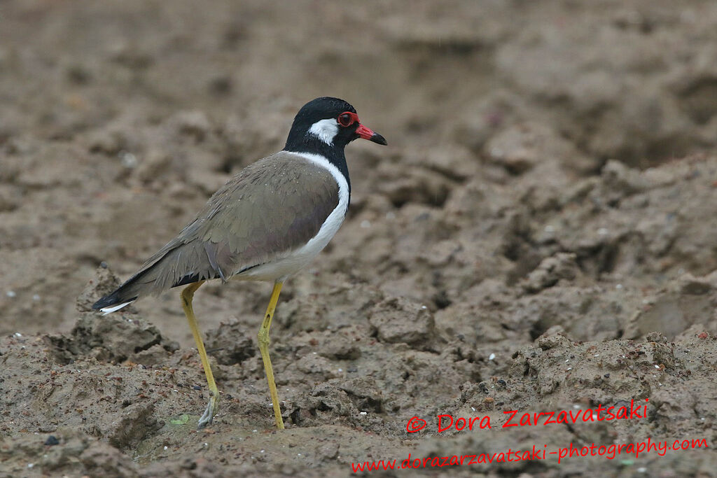Red-wattled Lapwingadult, identification