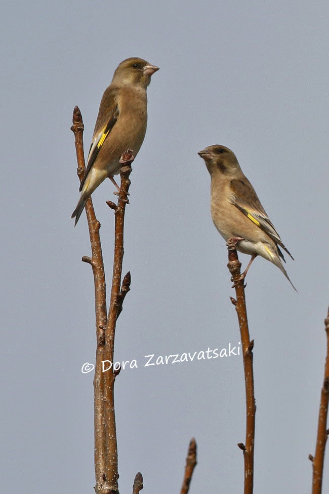 Oriental Greenfinch
