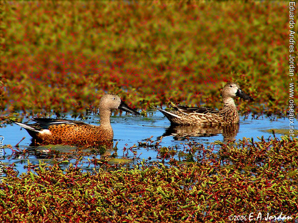 Canard spatule 