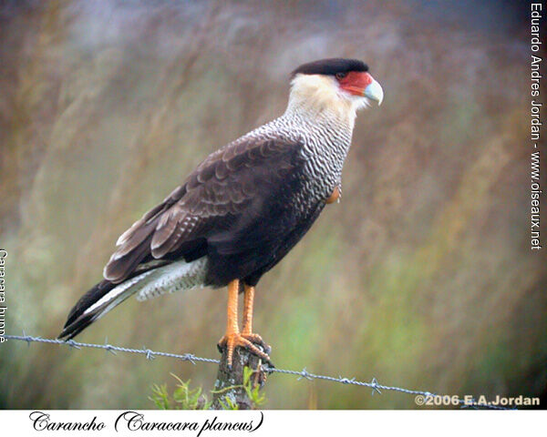 Caracara huppéadulte