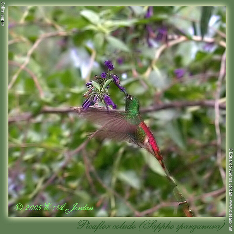 Red-tailed Comet
