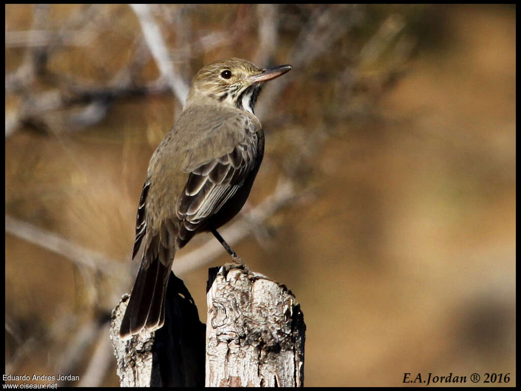 Great Shrike-Tyrant