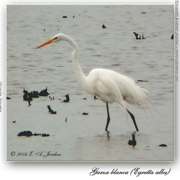 Great Egret
