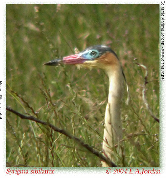 Whistling Heron
