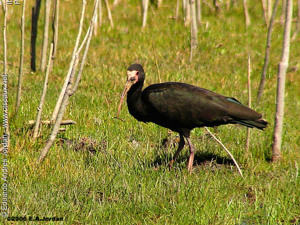 Ibis à face nue