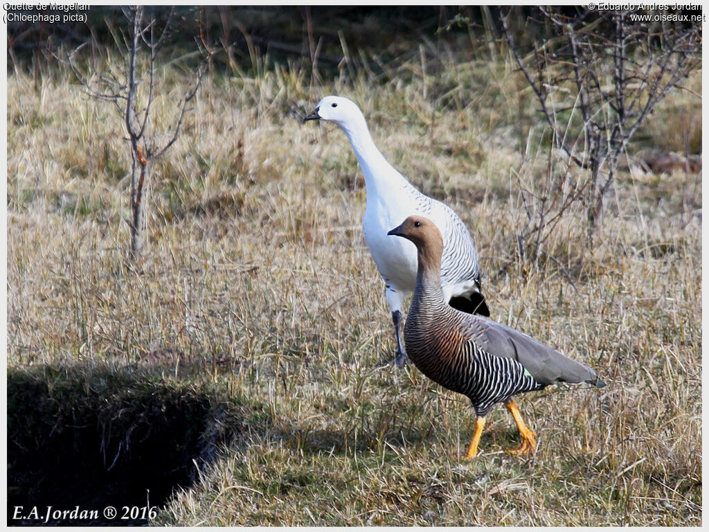 Upland Gooseadult