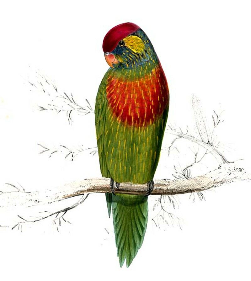 Loriquet versicolore, identification
