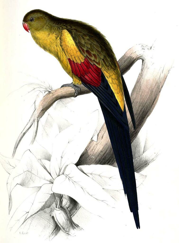 Perruche mélanure