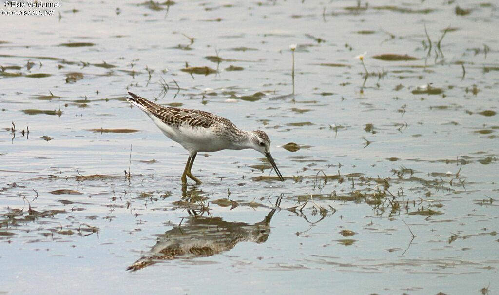 Marsh Sandpiper, eats