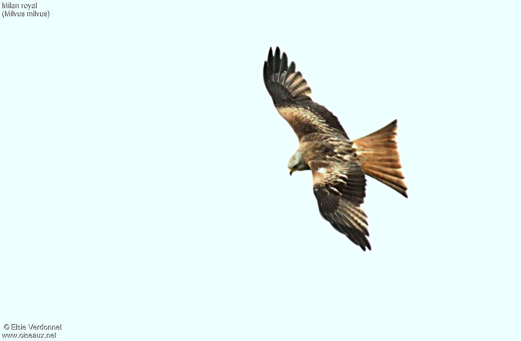 Red Kite, Flight, fishing/hunting