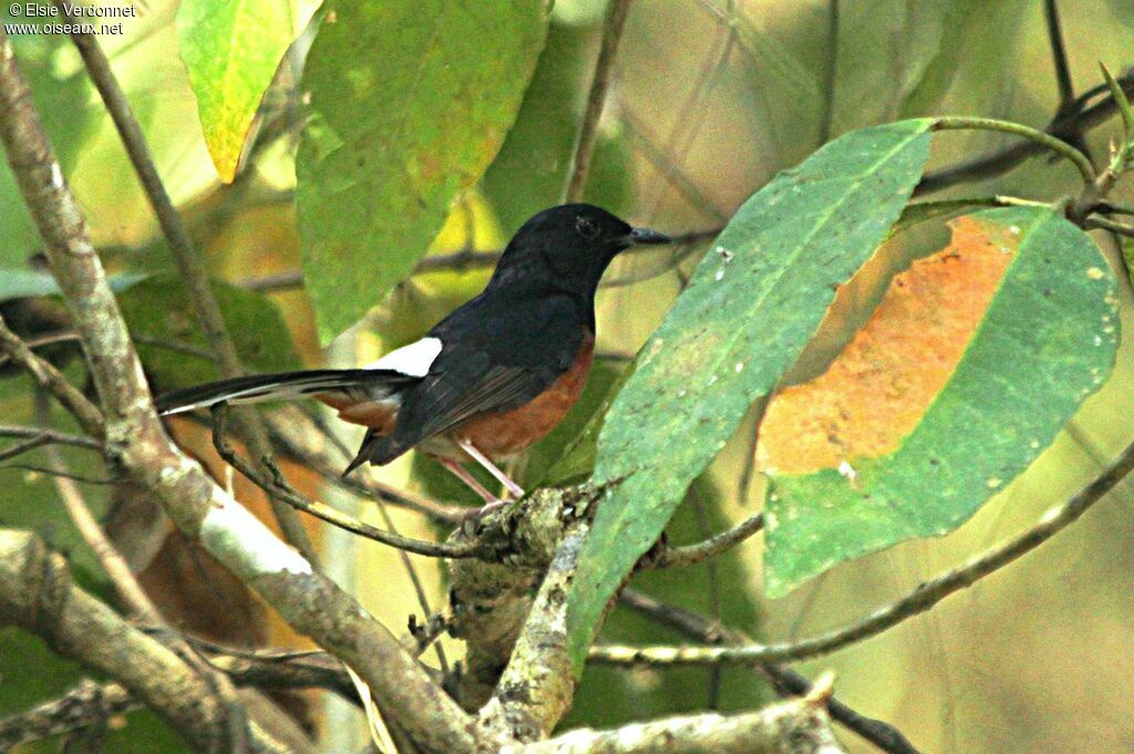 White-rumped Shama