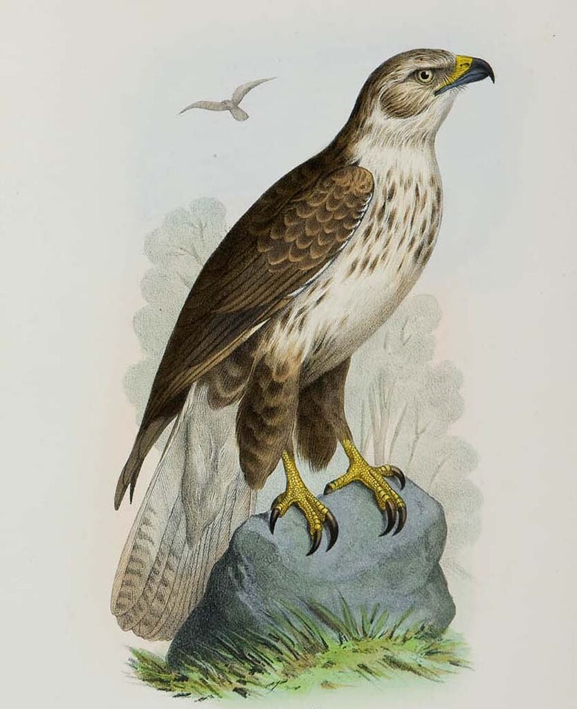 Upland Buzzard