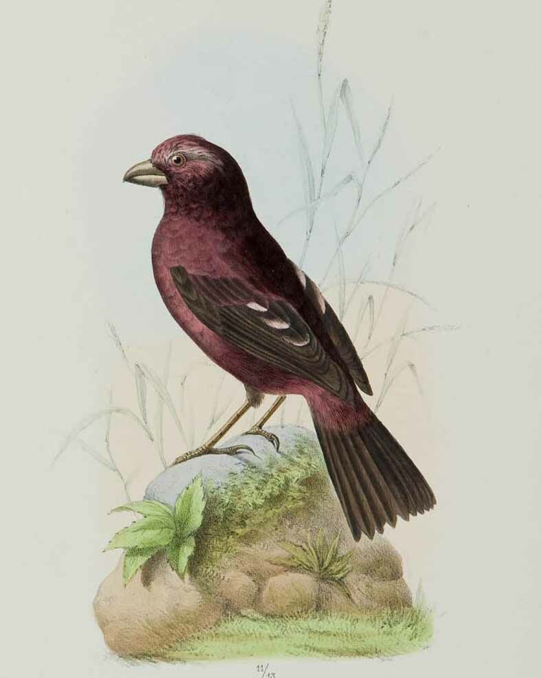 Roselin vineux