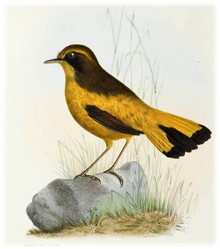 Golden Bush Robin