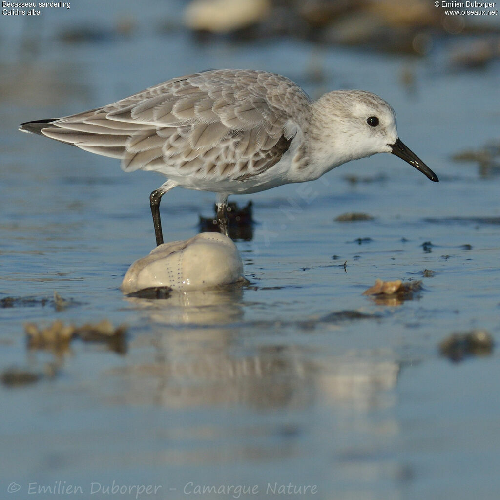 Sanderlingadult, identification