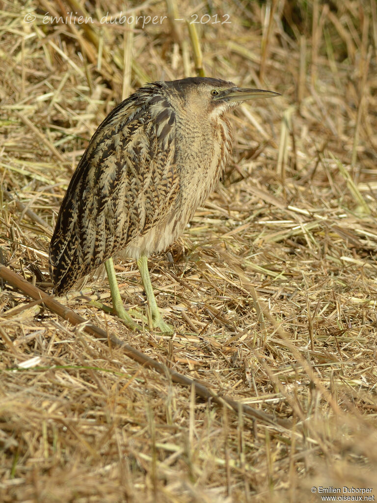 Butor étoilé, identification