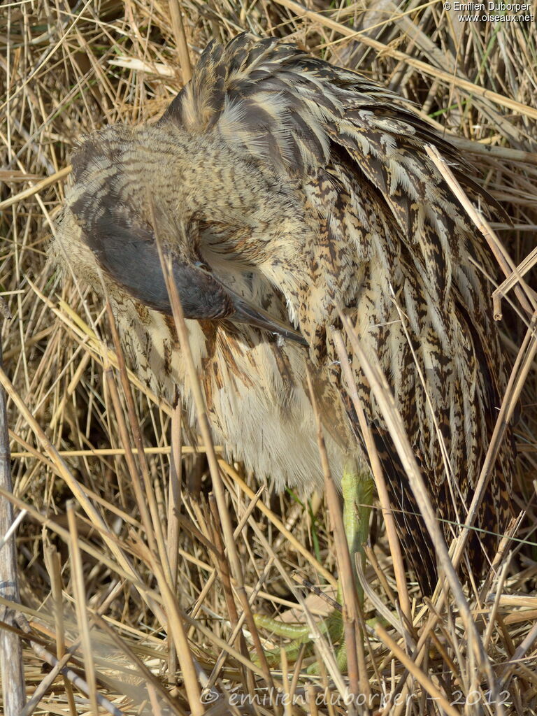 Eurasian Bittern