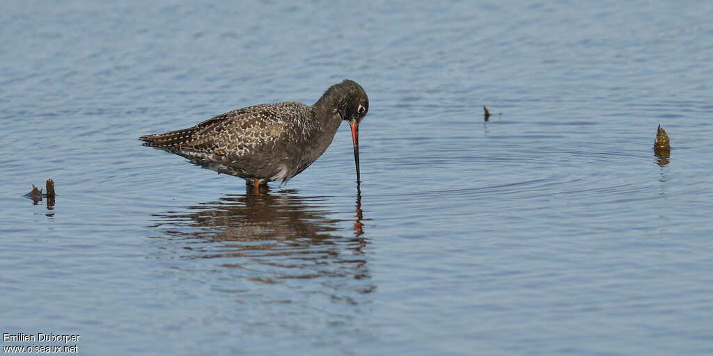 Spotted Redshankadult, fishing/hunting