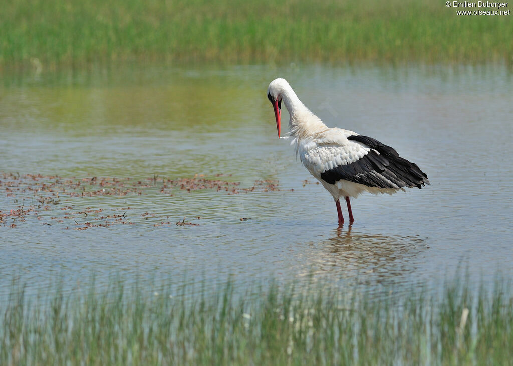 White Stork, Behaviour