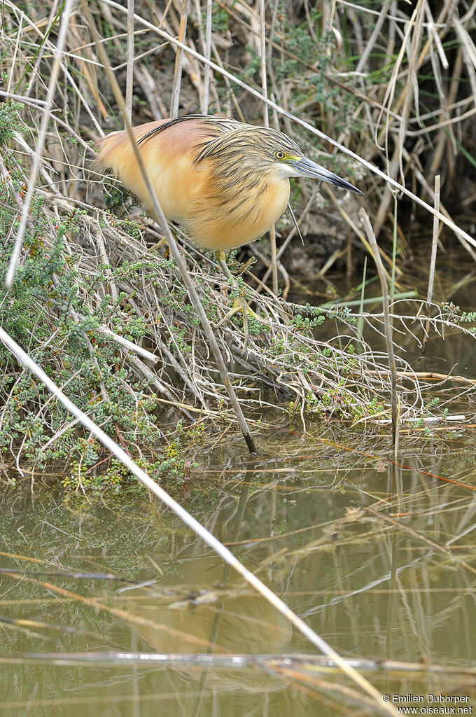 Crabier chevelu