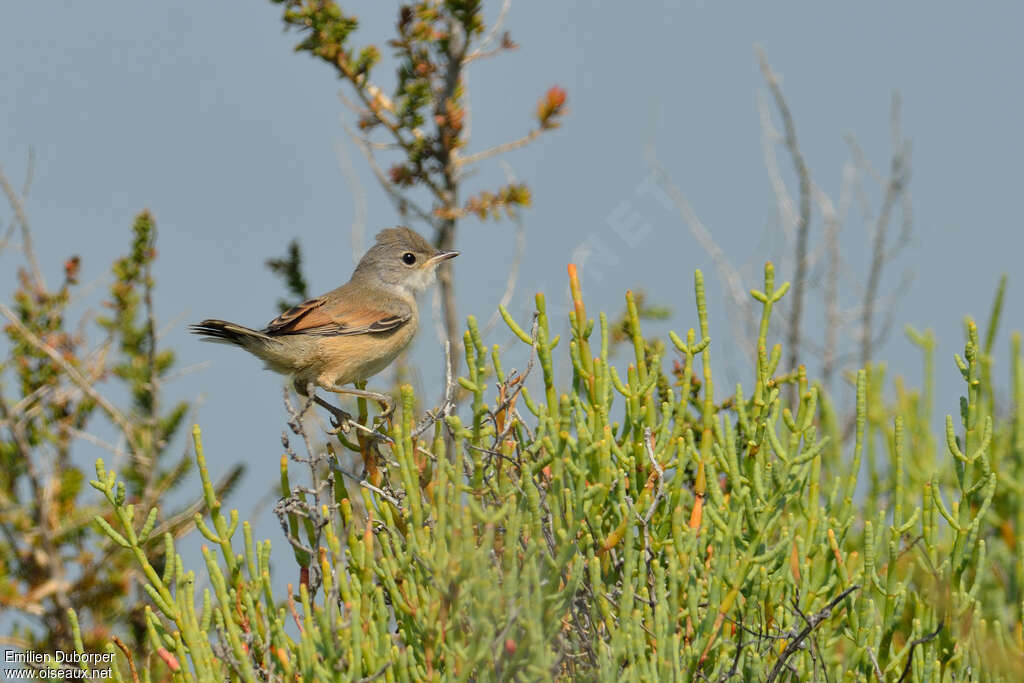 Spectacled Warbler female adult, identification