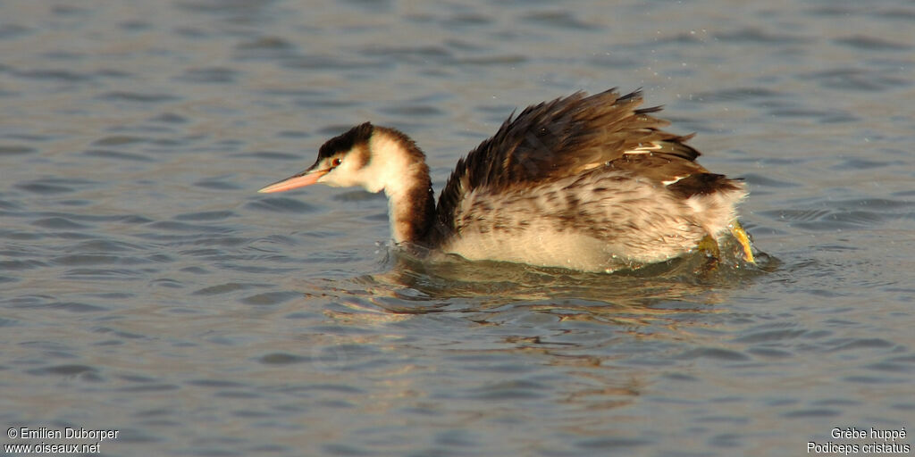 Great Crested Grebe