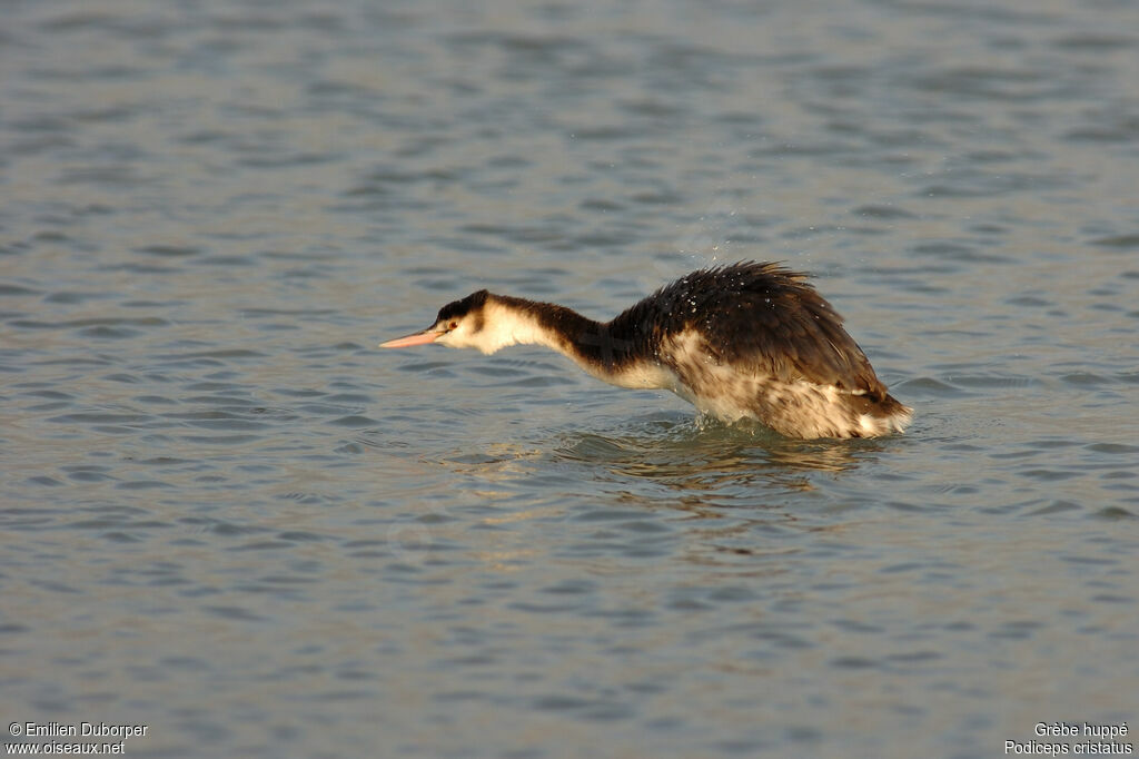 Great Crested Grebe