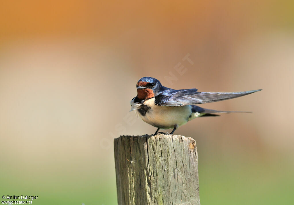 Barn Swallow
