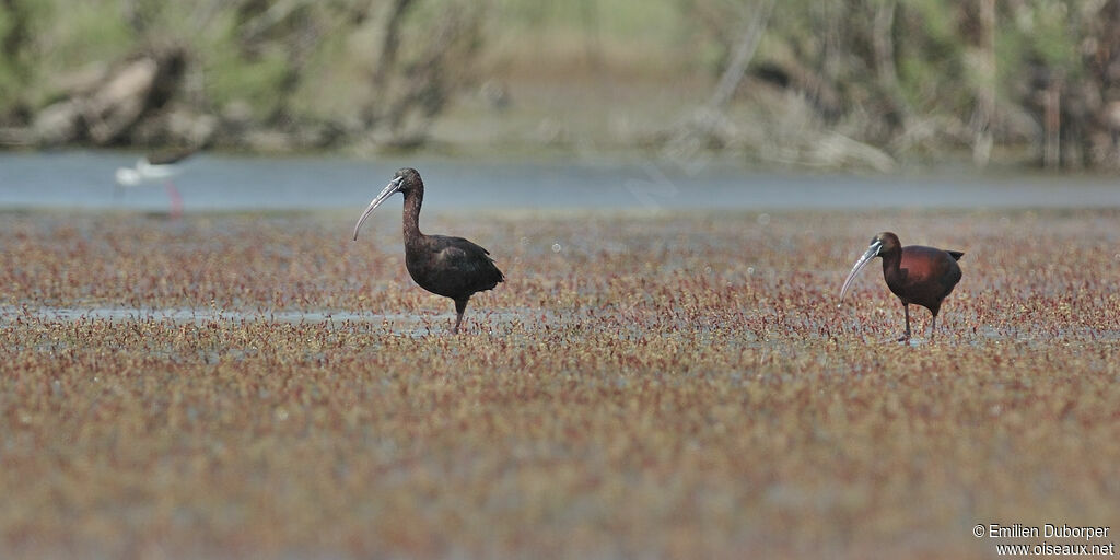 Glossy Ibis