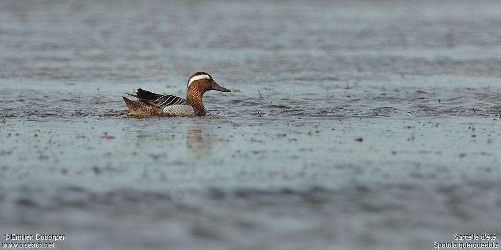 Sarcelle d'été mâle, identification