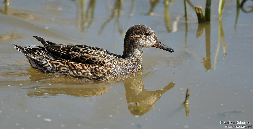 Eurasian Teal female