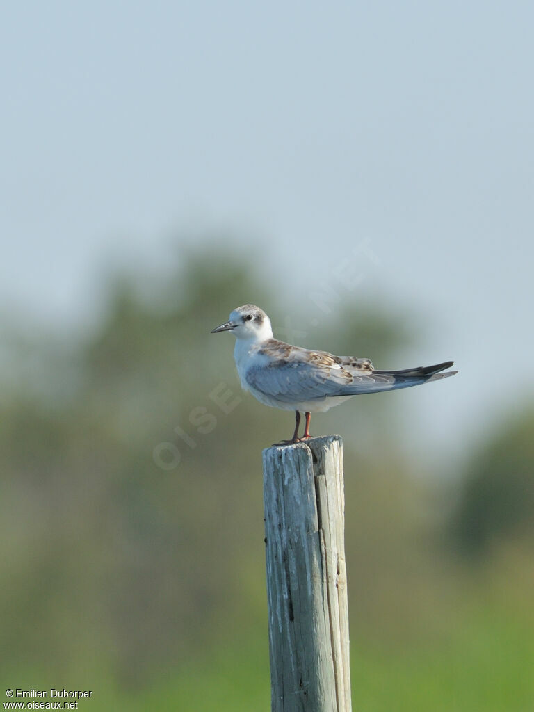 Common Ternjuvenile