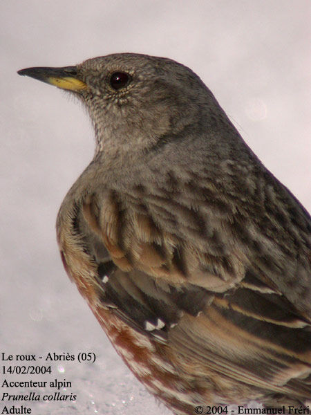Alpine Accentor