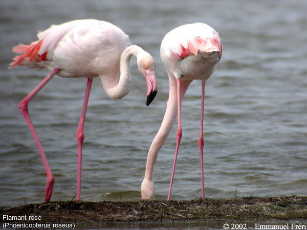 Greater Flamingo