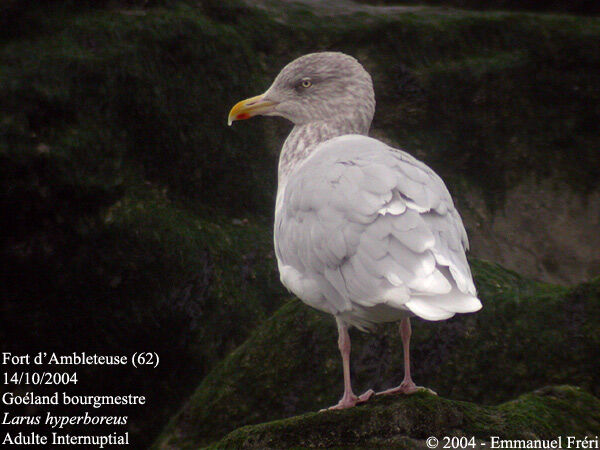 Glaucous Gull