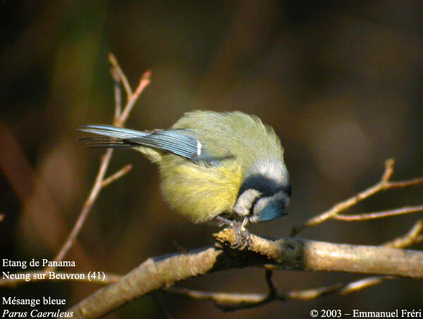 Mésange bleue