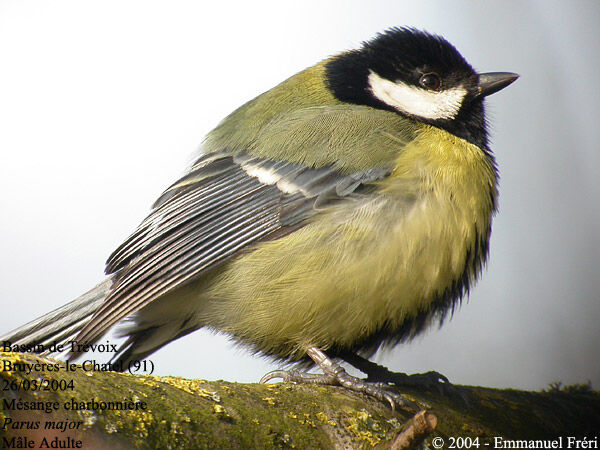 Mésange charbonnière