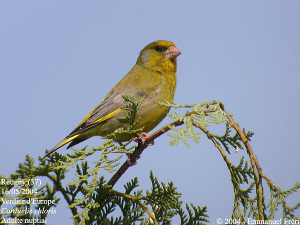 European Greenfinch