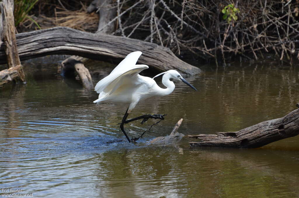 Aigrette garzetteadulte, habitat, pêche/chasse