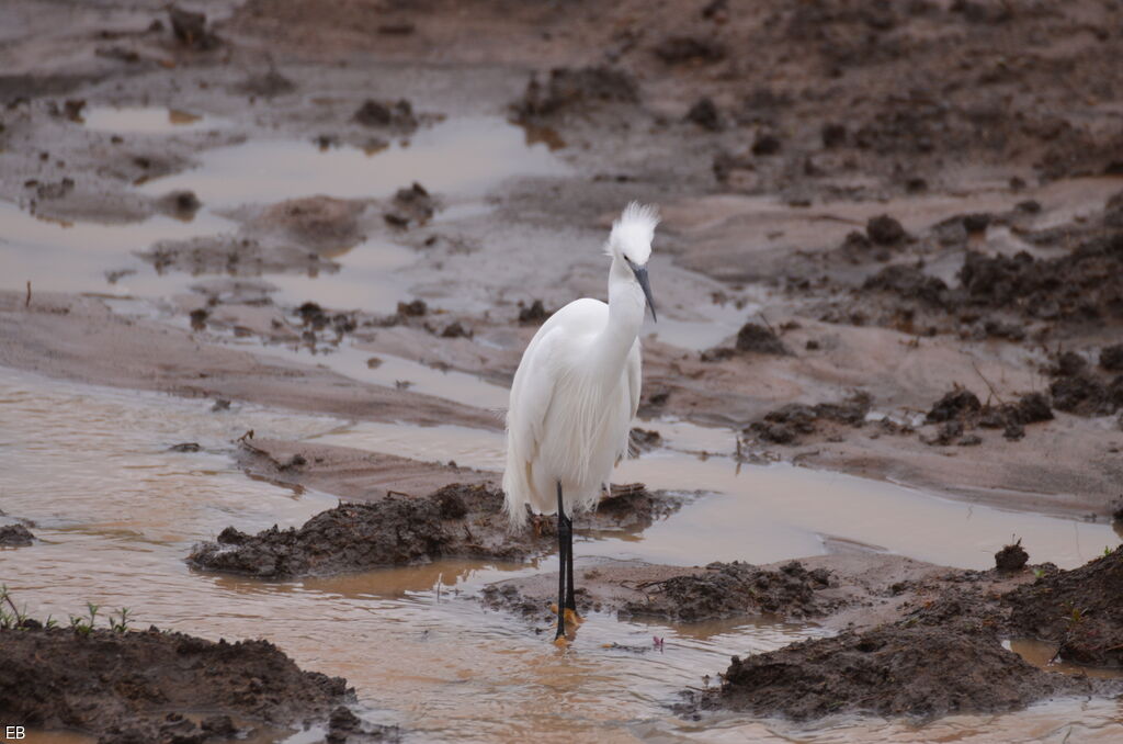 Aigrette garzette, identification