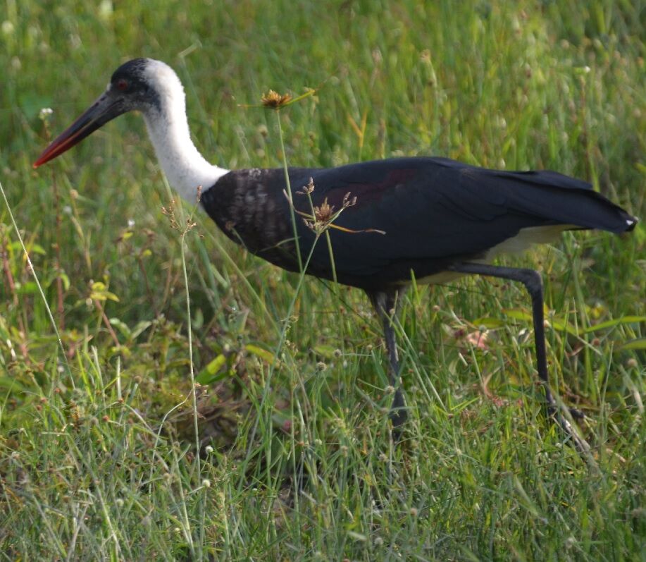 Cigogne à pattes noiresadulte, identification