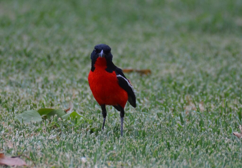 Gonolek rouge et noiradulte