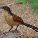 Coucal à nuque bleue