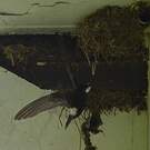 Martinet des maisons