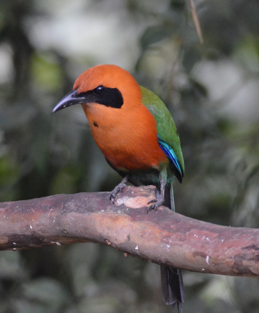 Motmot rouxadulte, identification