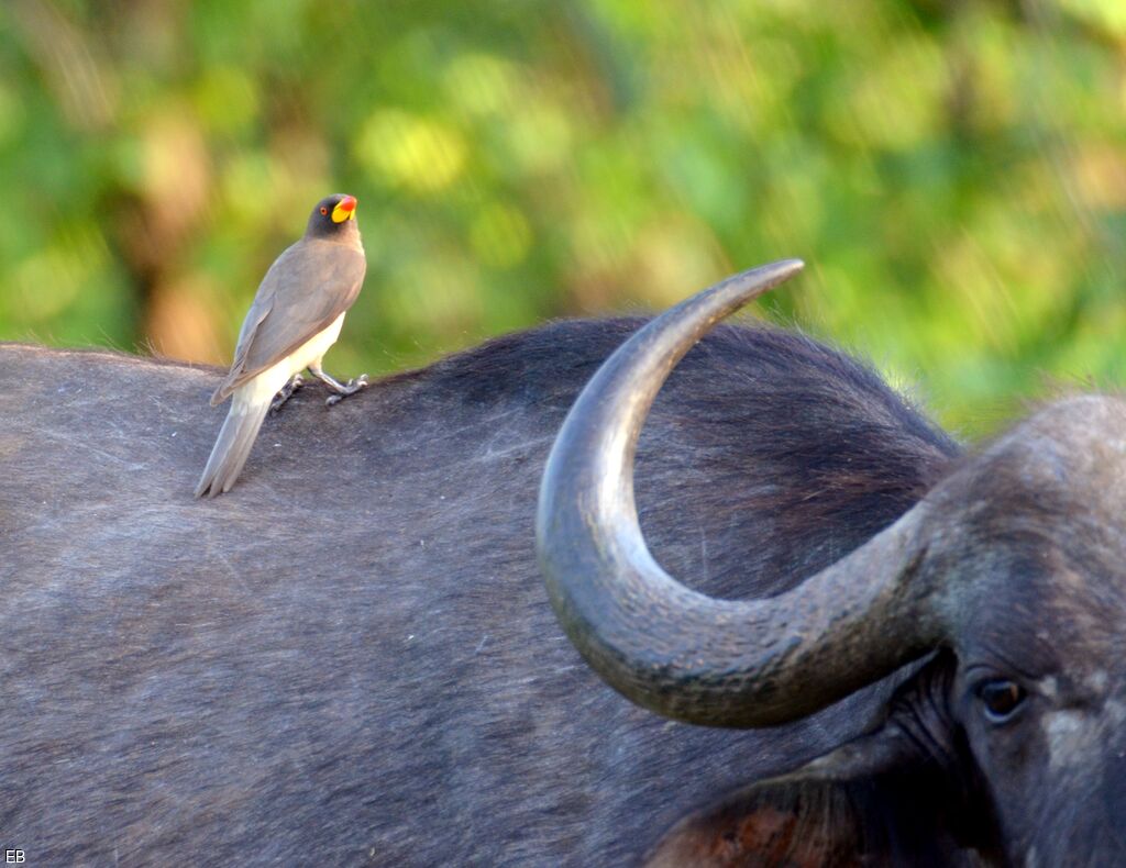 Yellow-billed Oxpeckeradult, identification