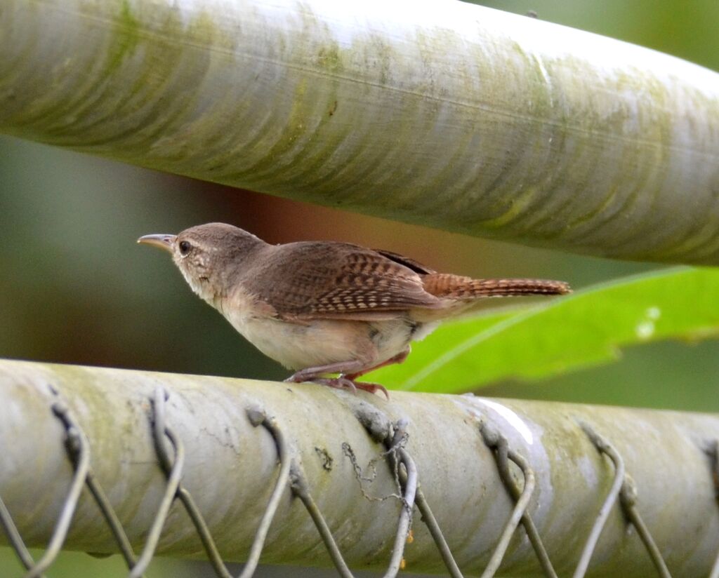 Southern House Wrenadult, identification
